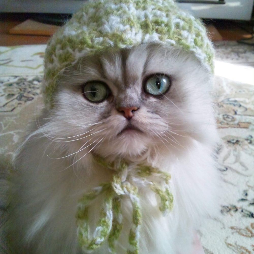 KATZE72Himahaha