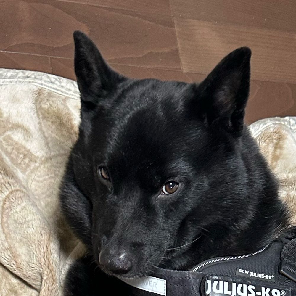 Hundpolymer