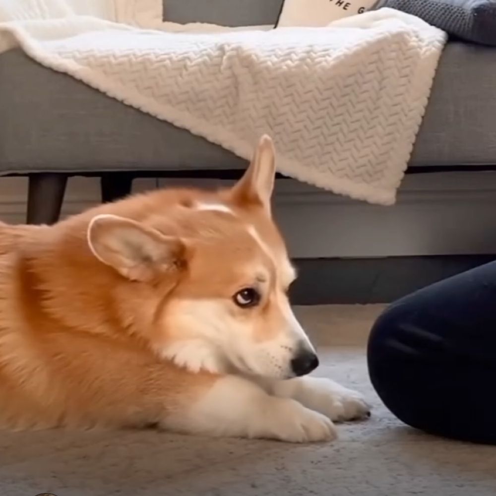 🐶