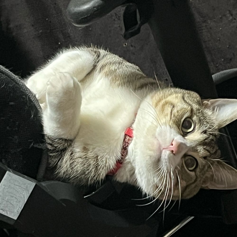 Co-ｺ