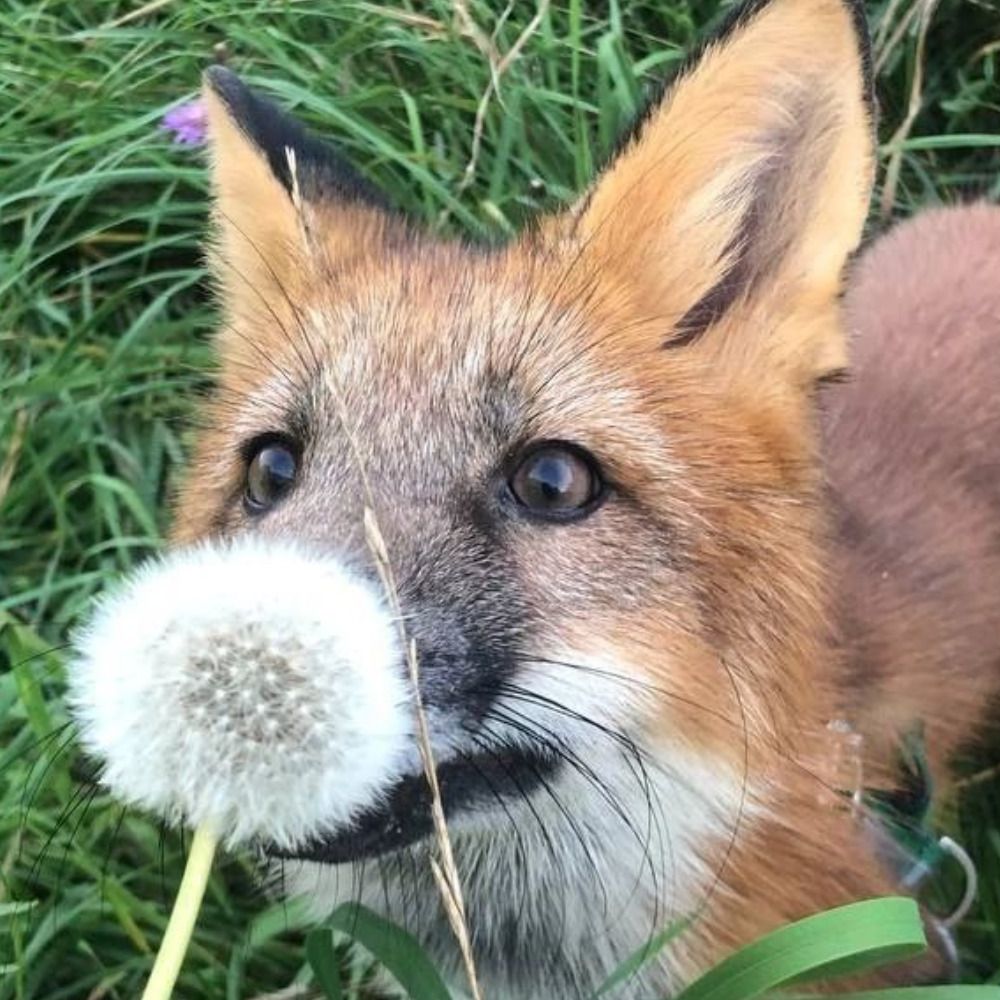 Miskatonic Fox