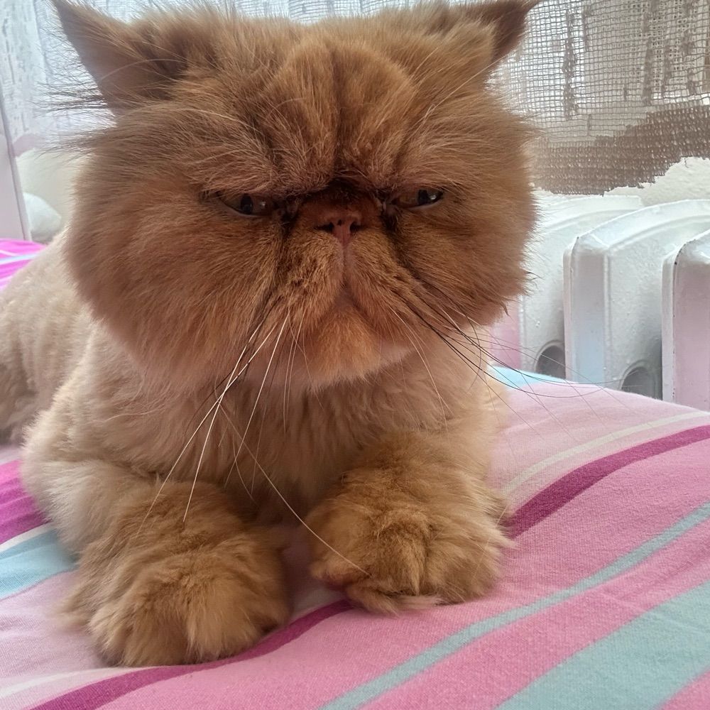 nursaharikoler.bsky.social