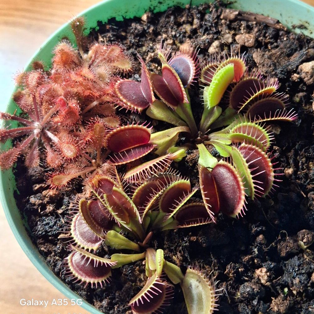 CarnivorousReyn