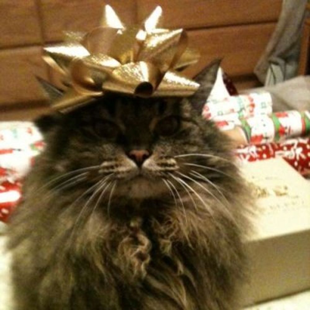 Socksimpcat