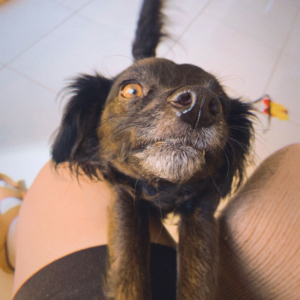 twittera em recuperação 