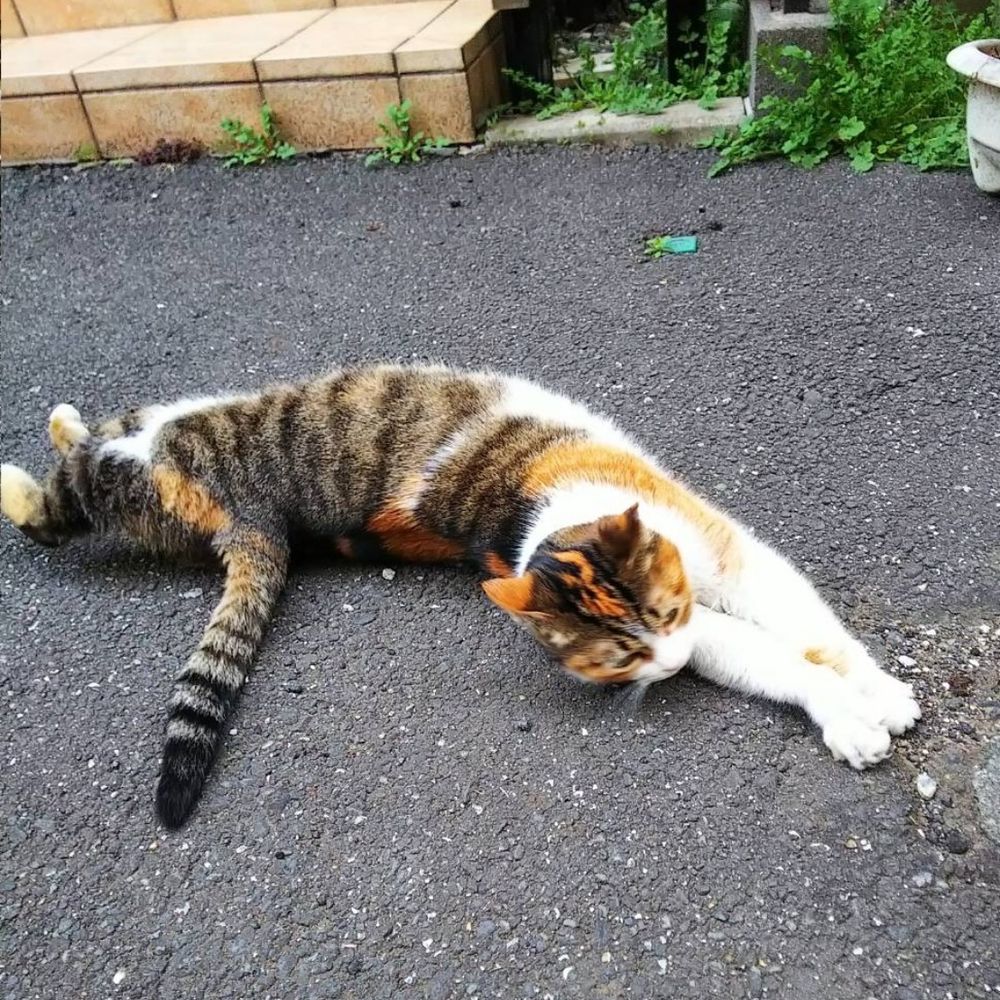 さまけん(ゴリラ)