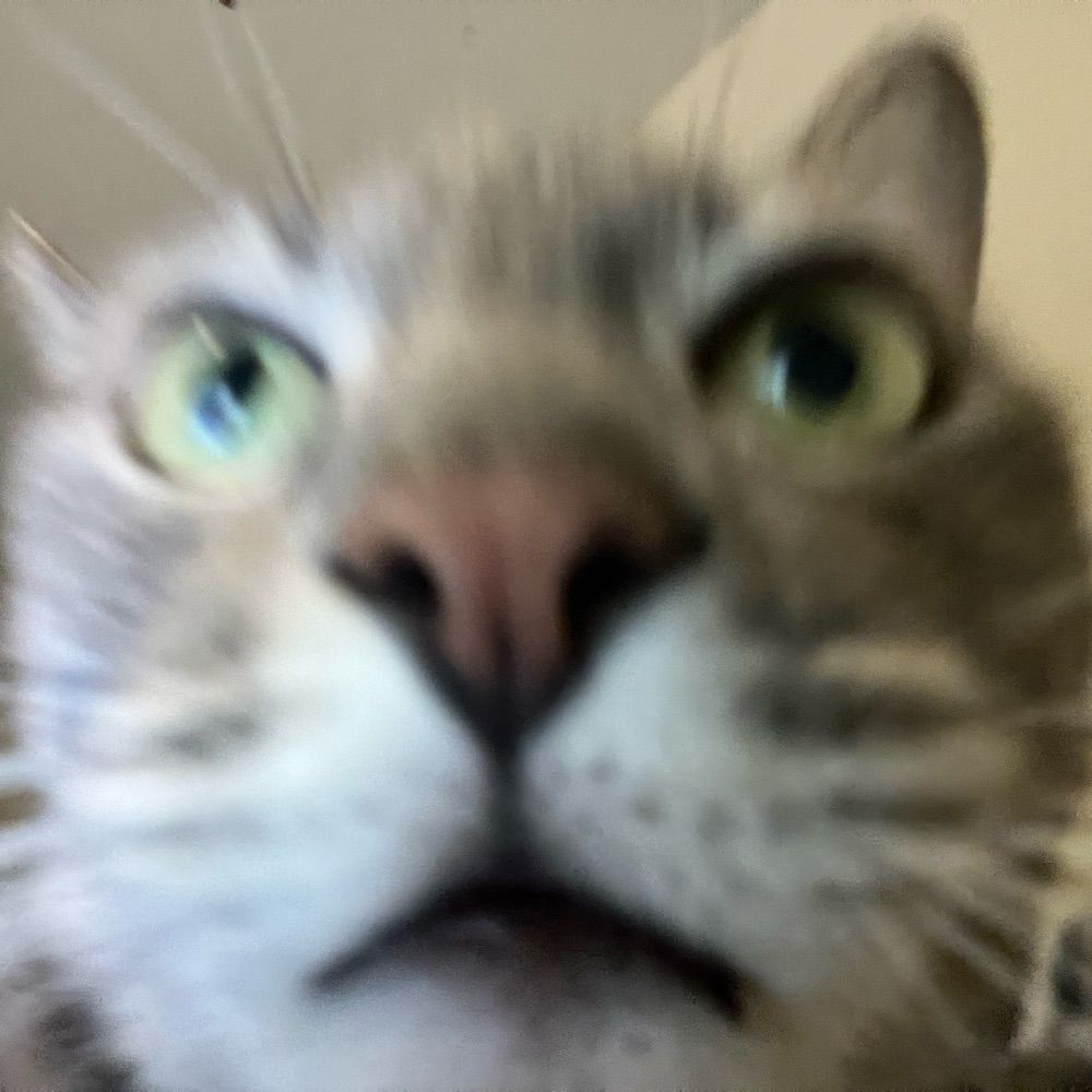 lulu