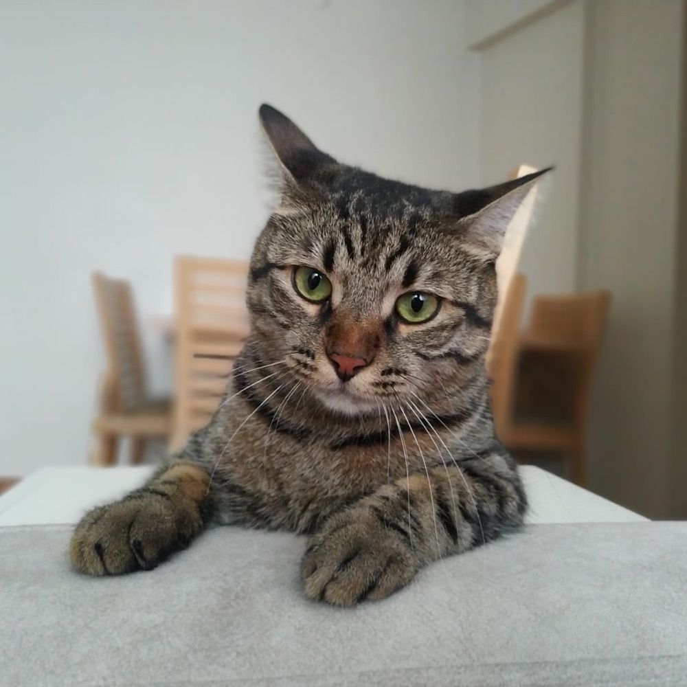 bubu