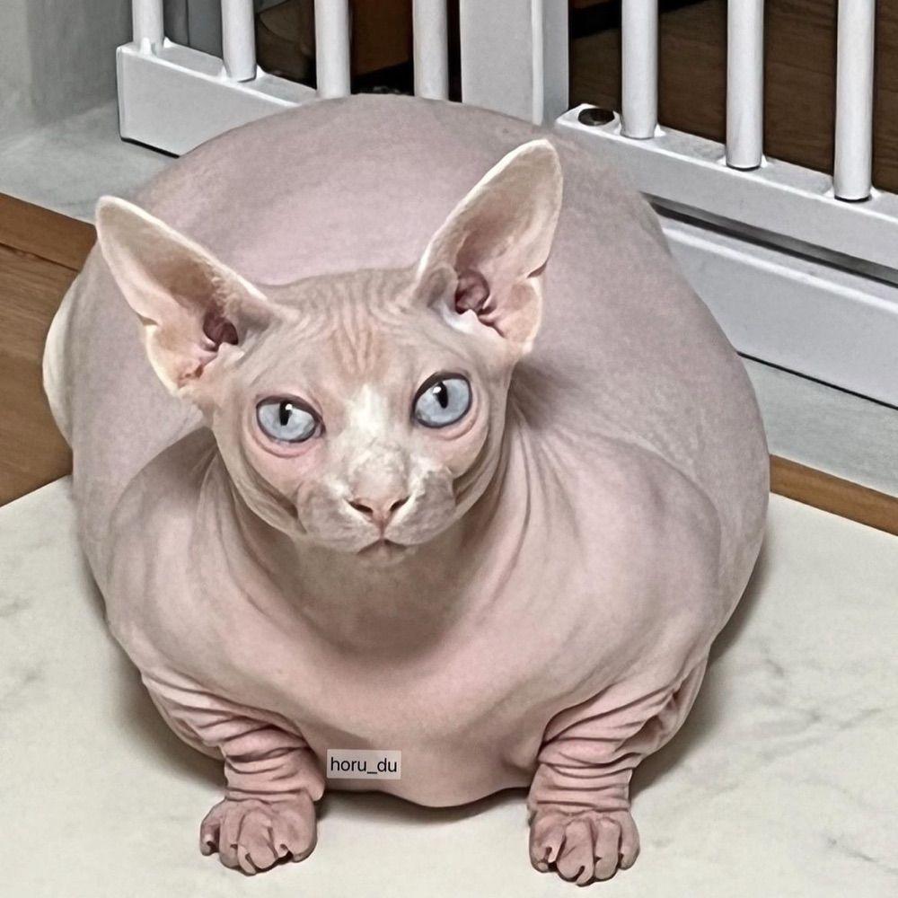 muhi