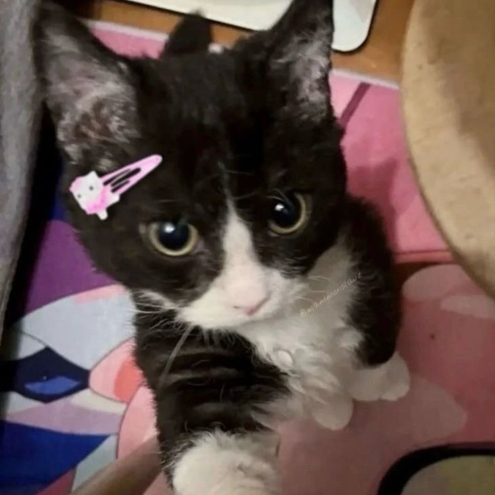 liy ⁷ 🐈‍⬛