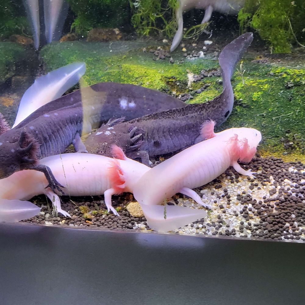 아홀로틀