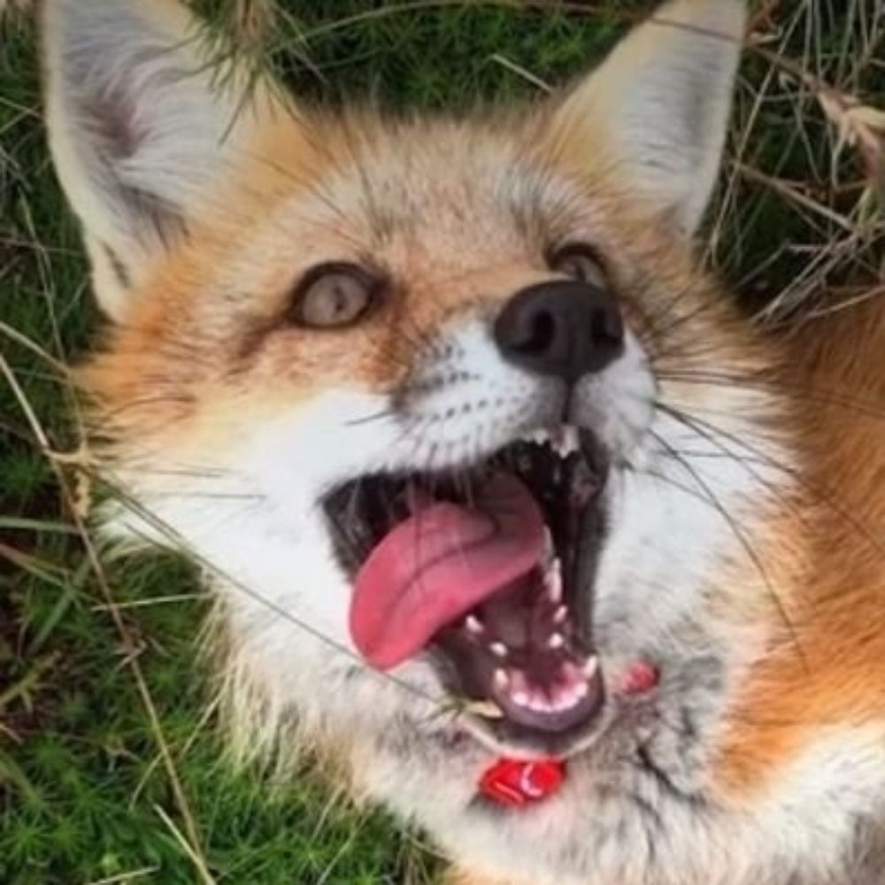 pezzy as foxes
