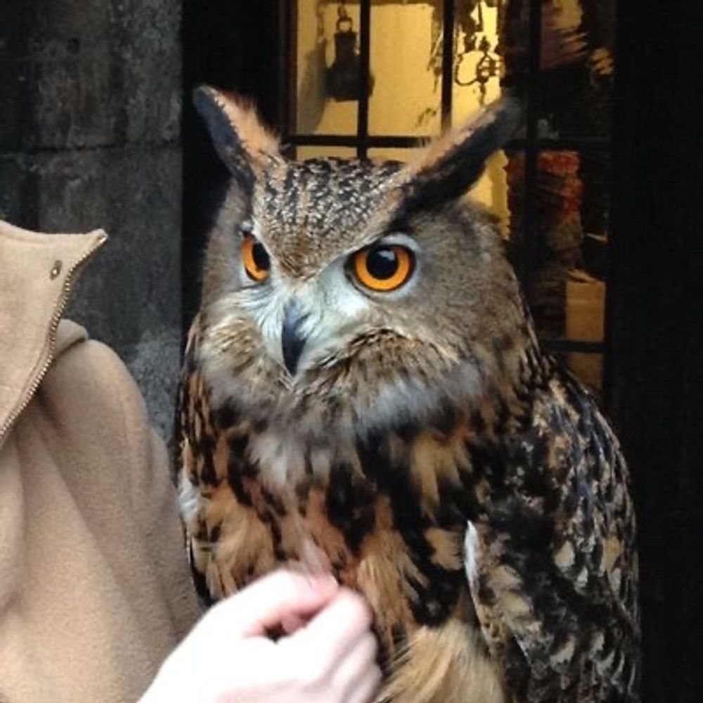 Eagle-Owl 🦉