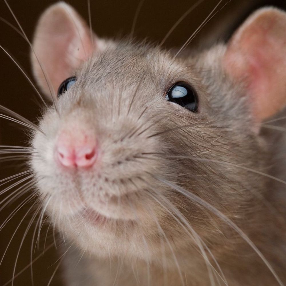The Rat