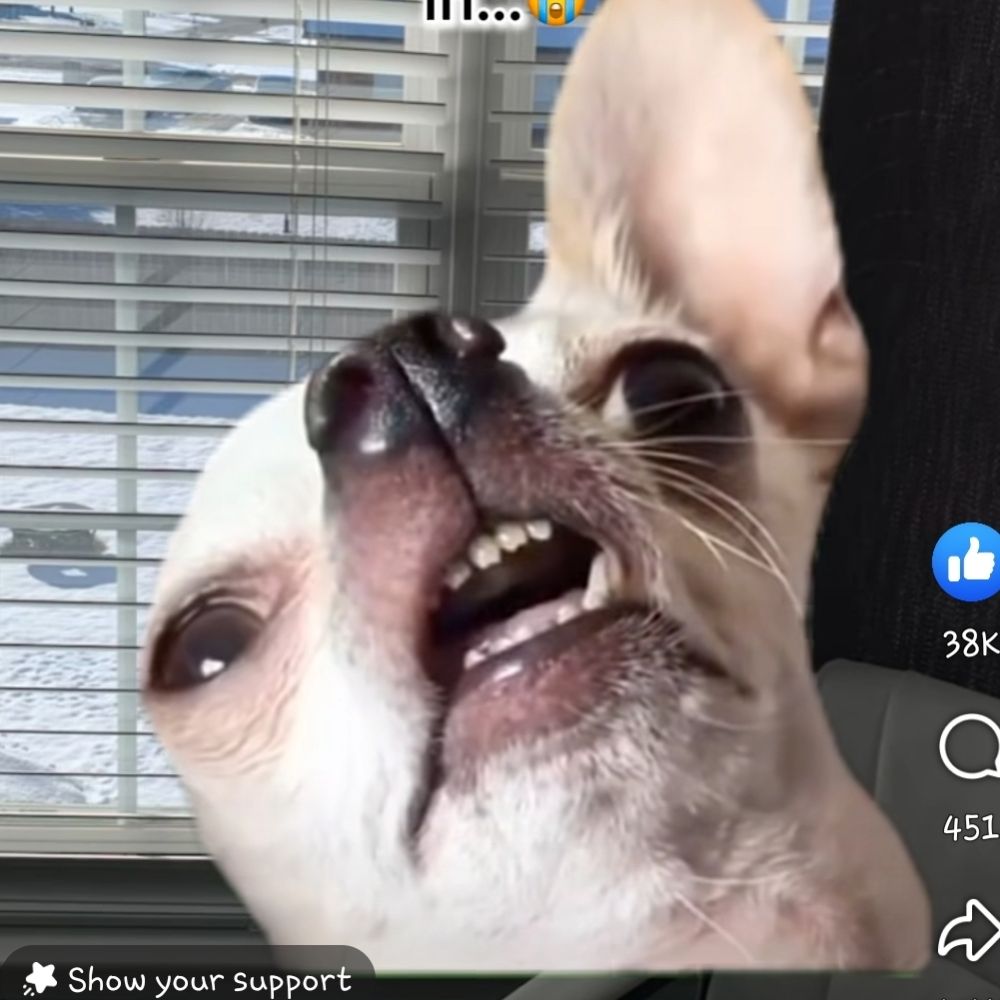 Snizzypi
