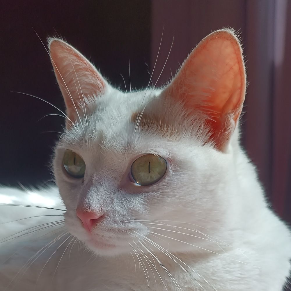 Felipepchc