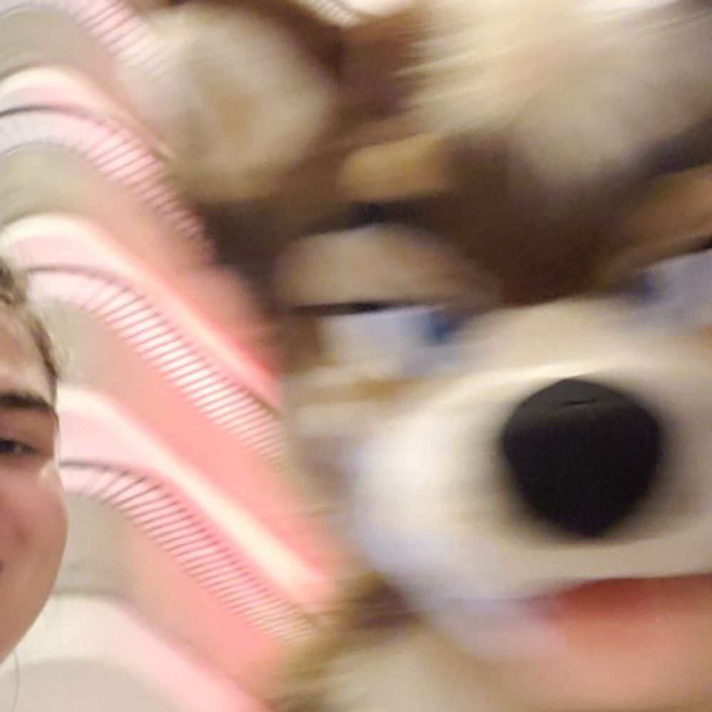 sleddog
