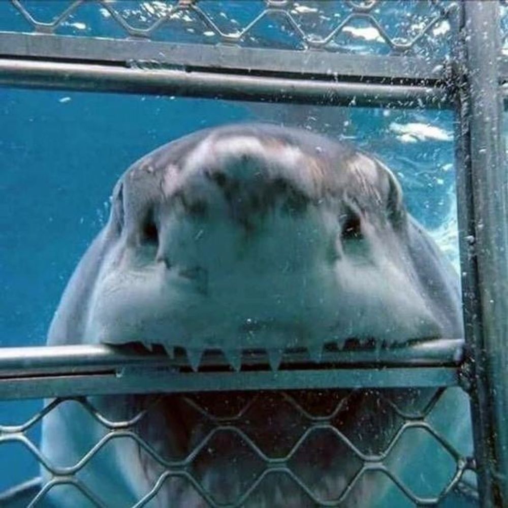 Sy🦈