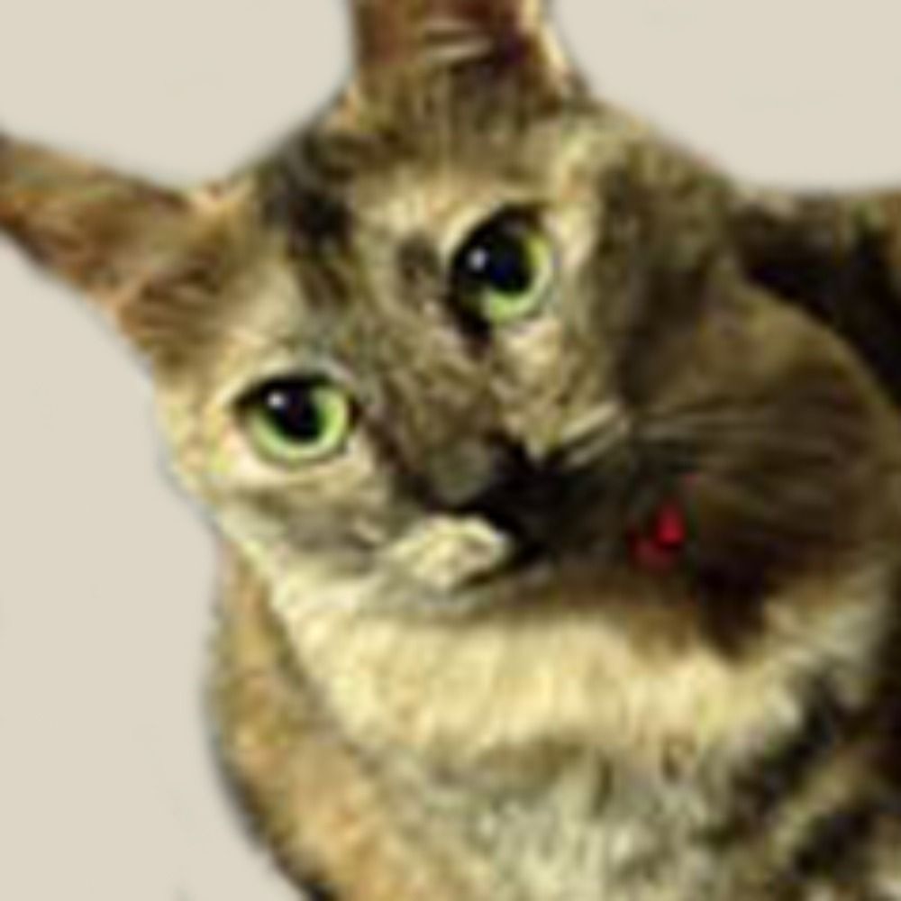 猫どれいS