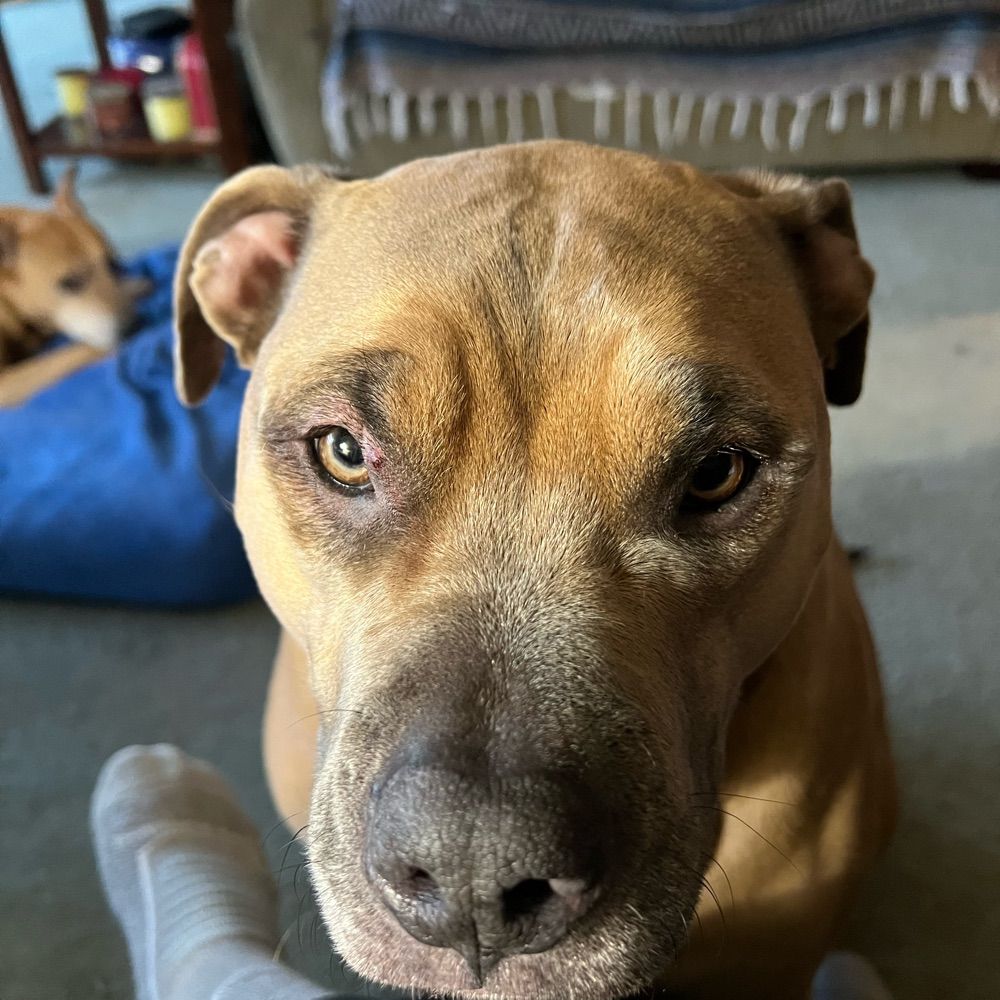 Josephine
