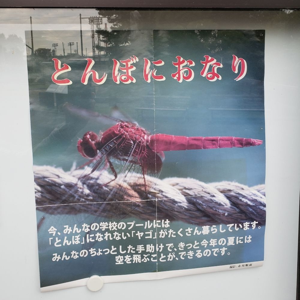 猫さんが好きすぎる人