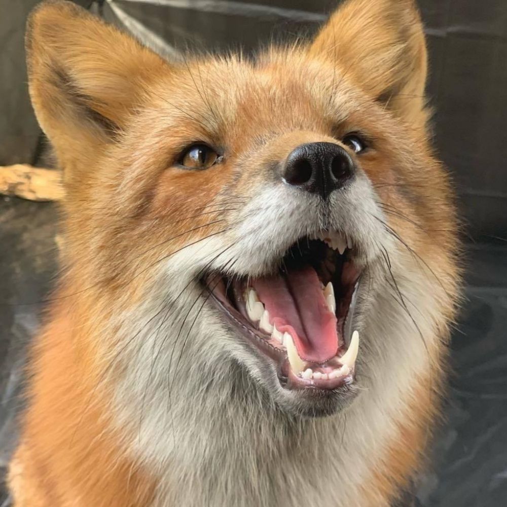 Foxxo