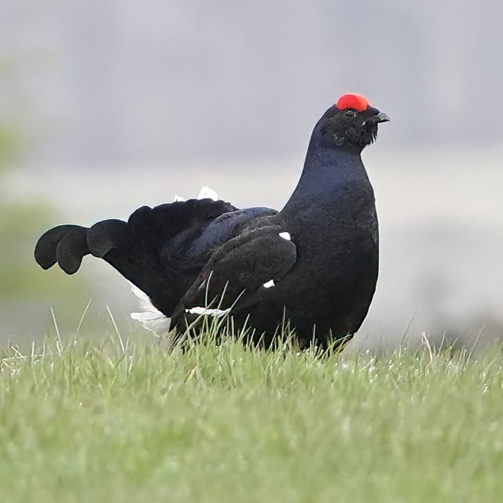 Durham Bird Club