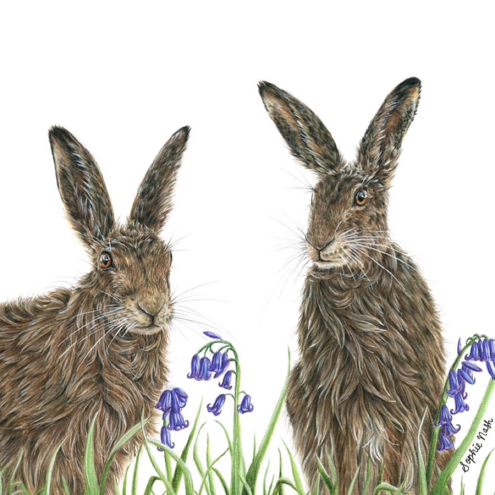 Sophie Nash - Wildlife Artist