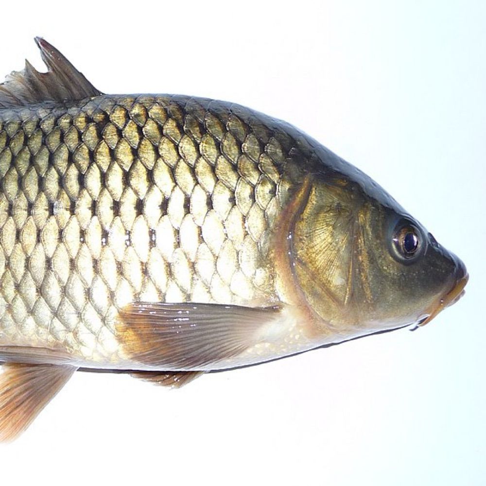 Carp🐟