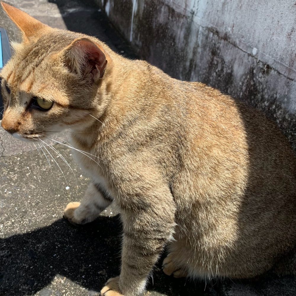 ユラ