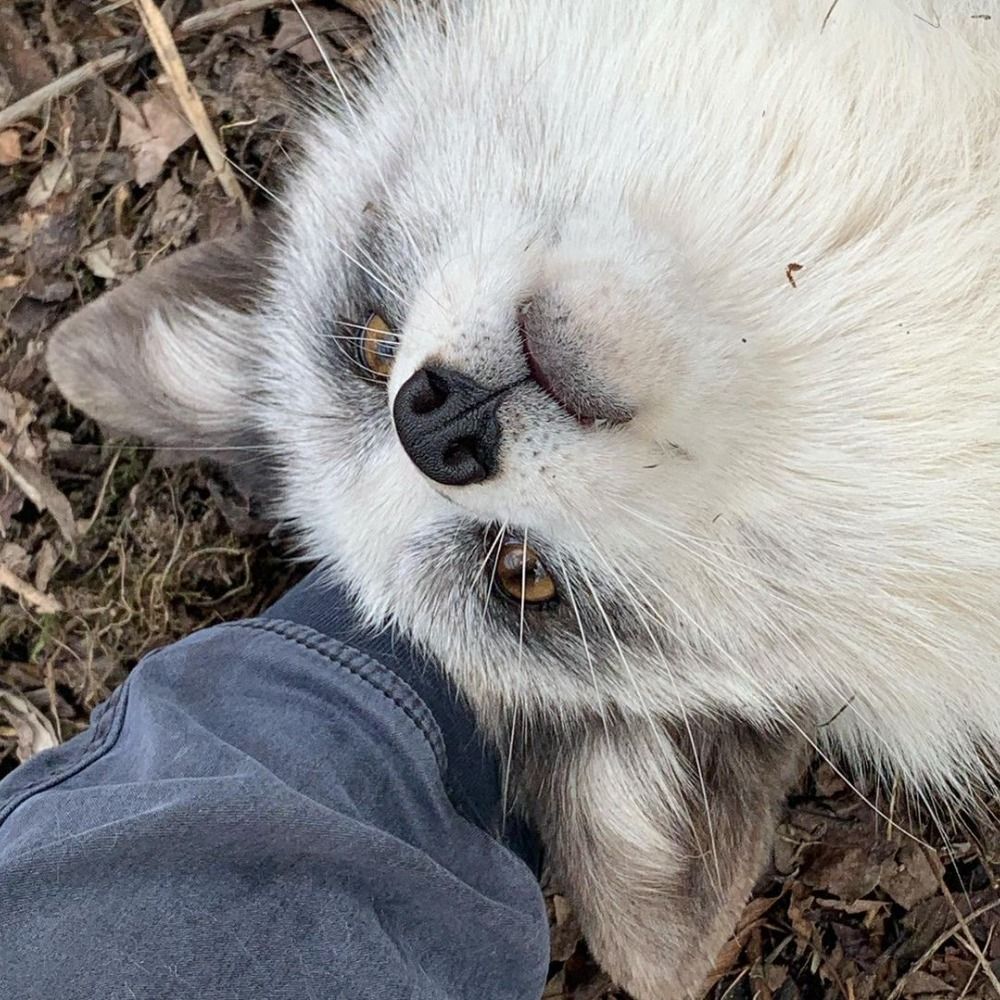 Thefoxbites