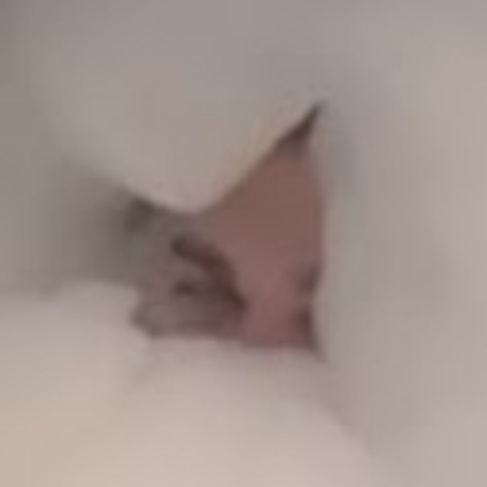 Jake Boi