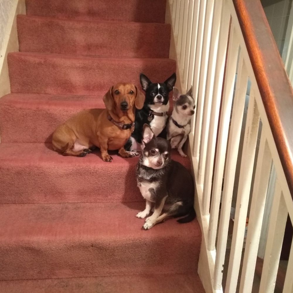 littledogs