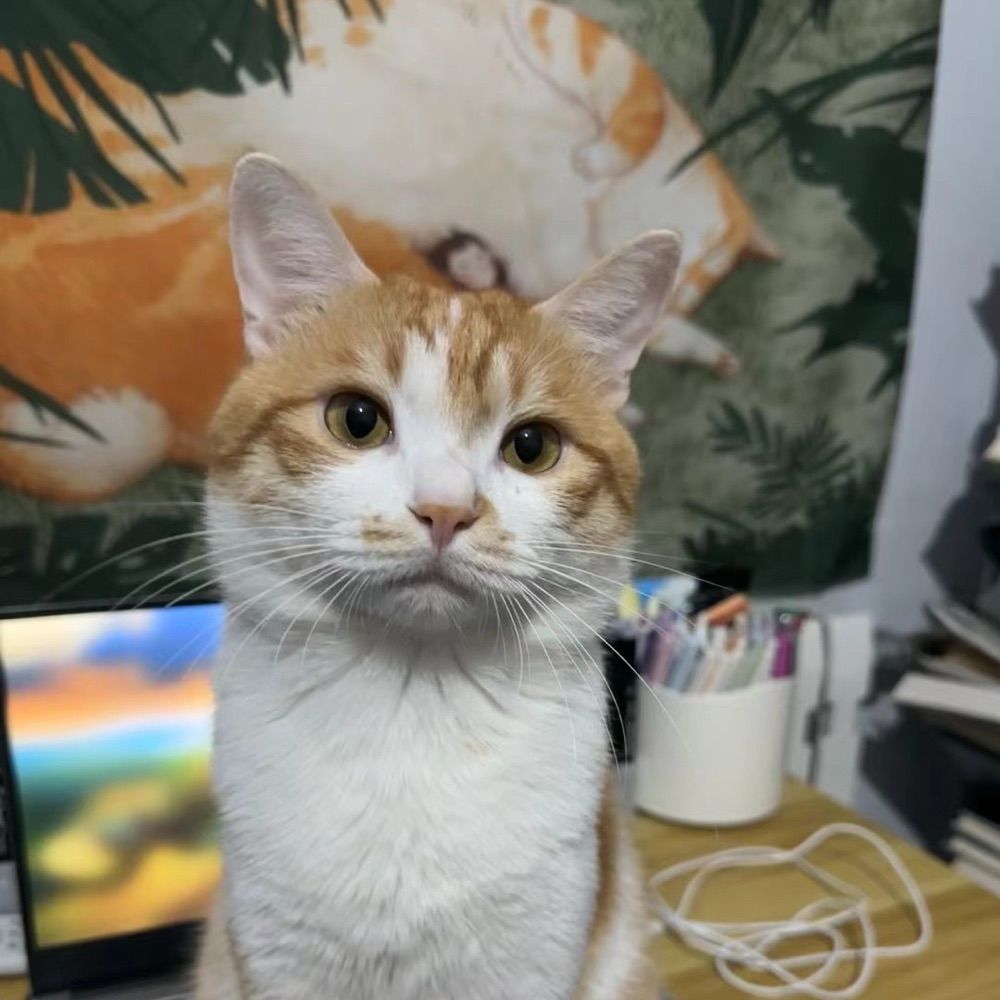 尾巴