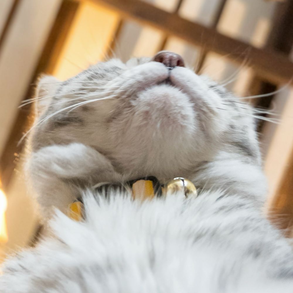 nek