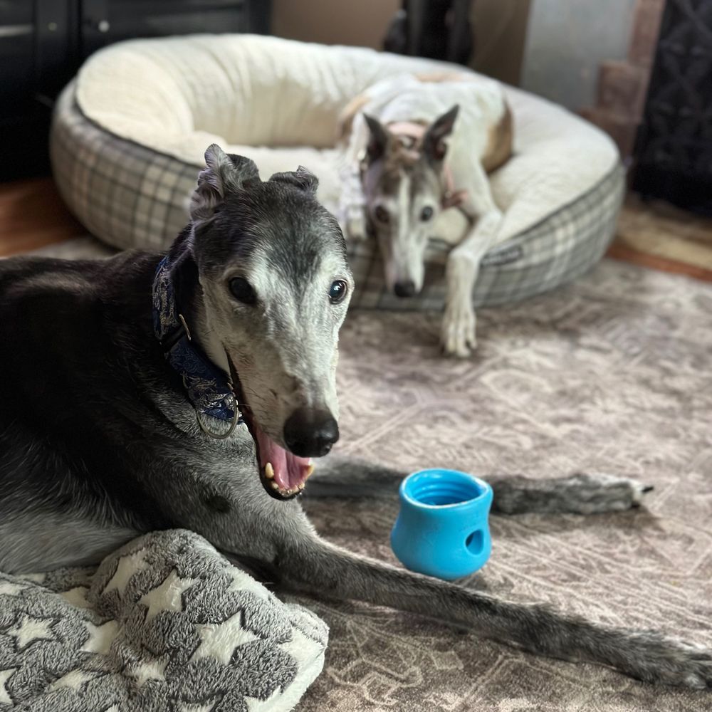 Greyhound