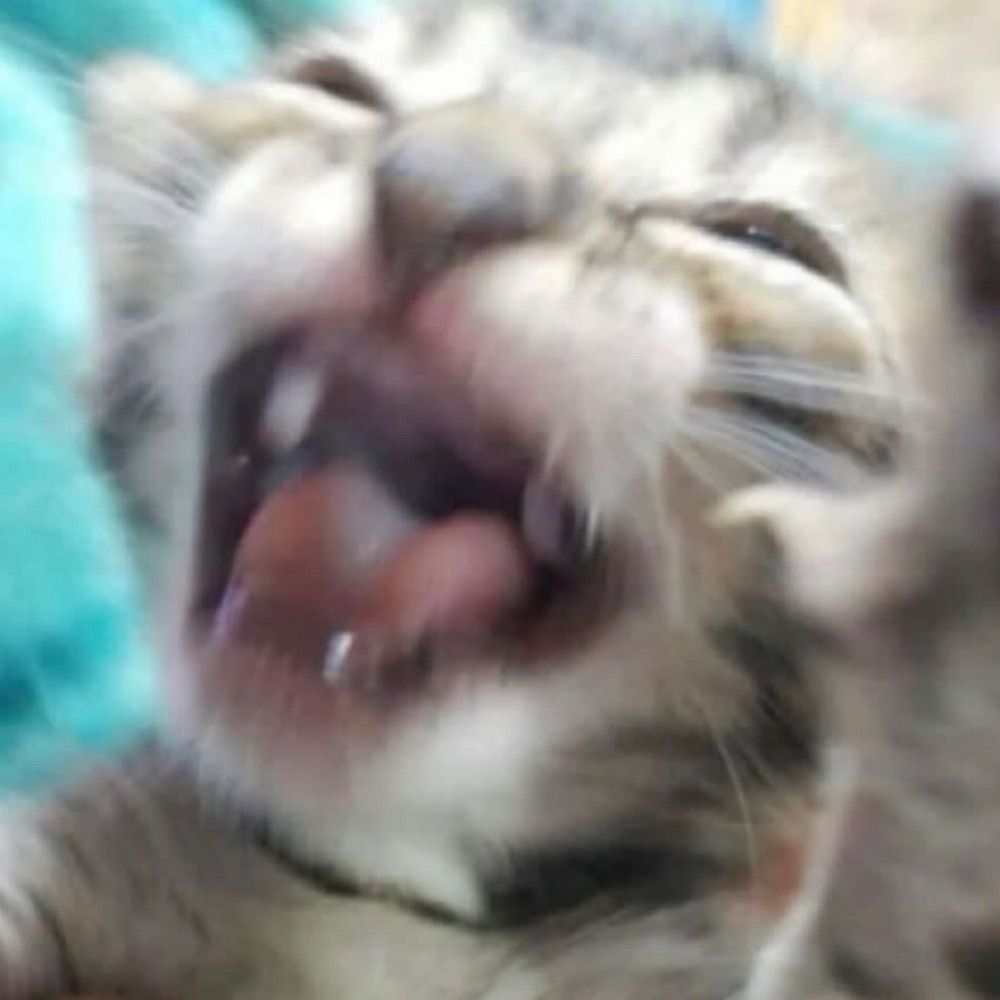 mari