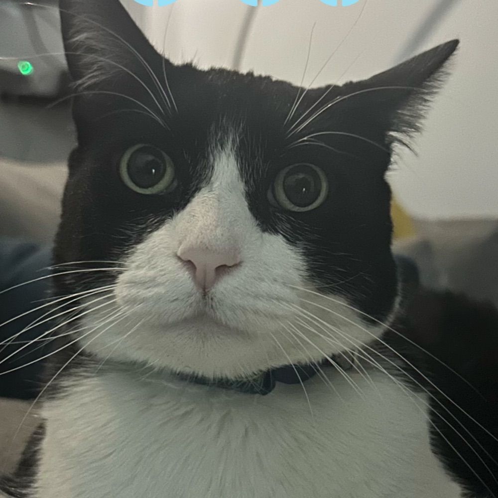 Mr_Gato