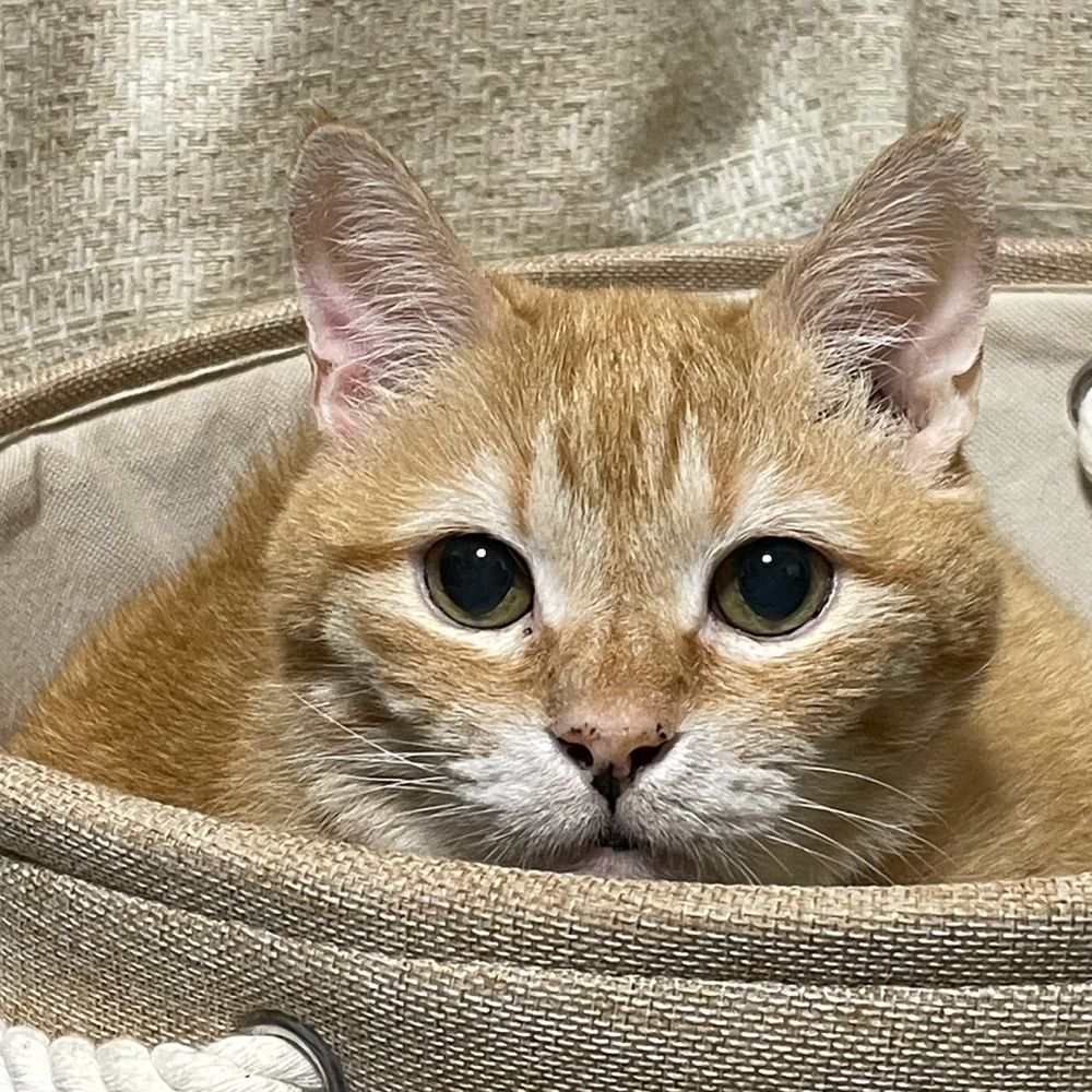 みどり虫