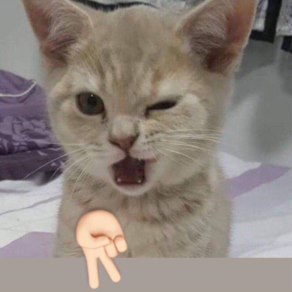 🐱 บิ้บบิ้บ 🐱