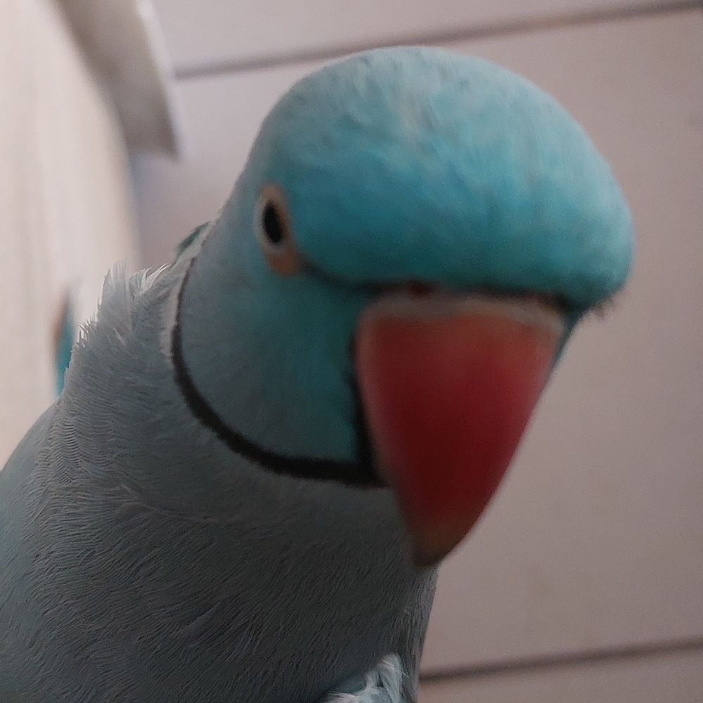 ial