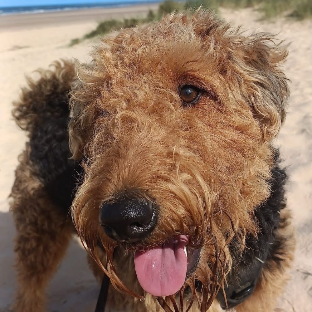 Cerys the dog
