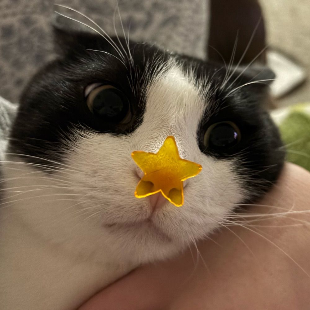 Kingmeepy