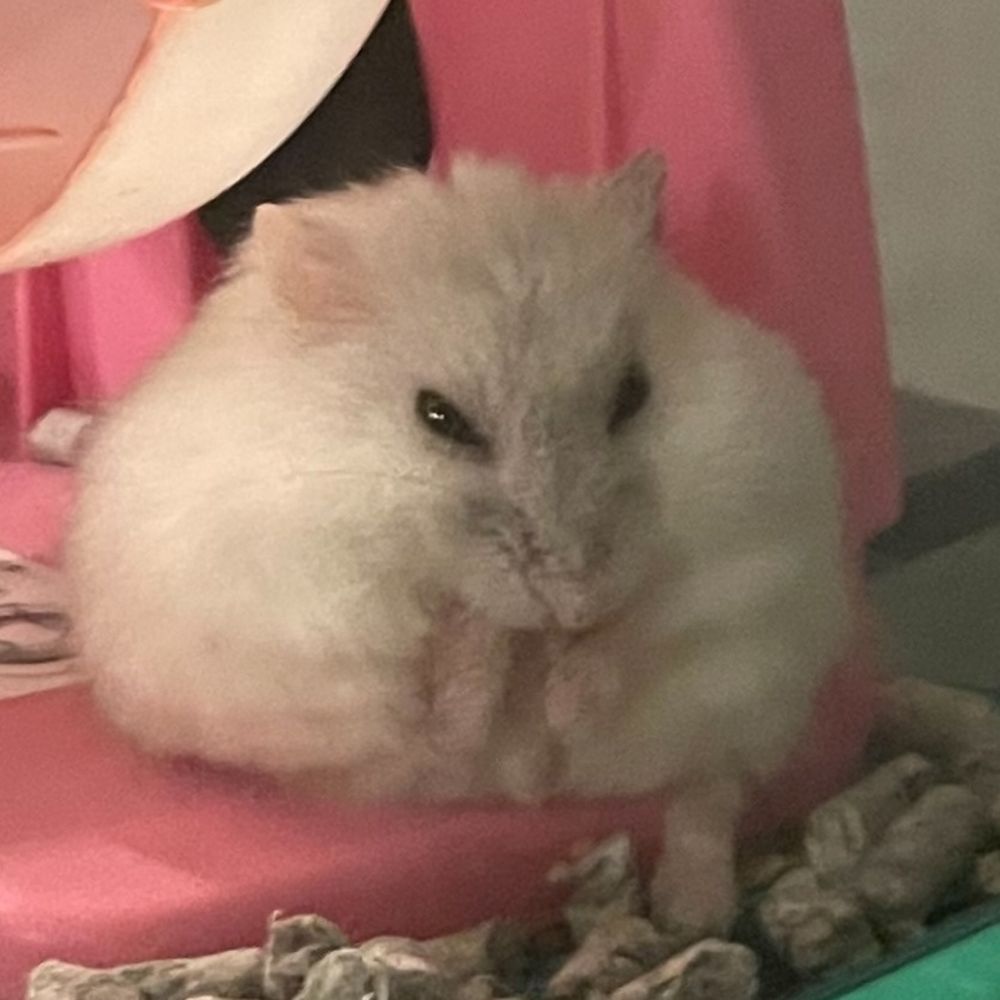 チャムリン