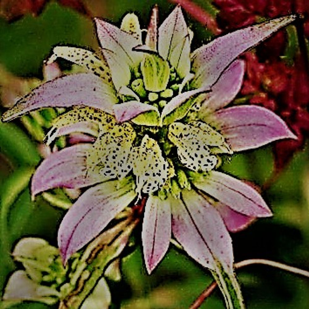 Susan Marynowski