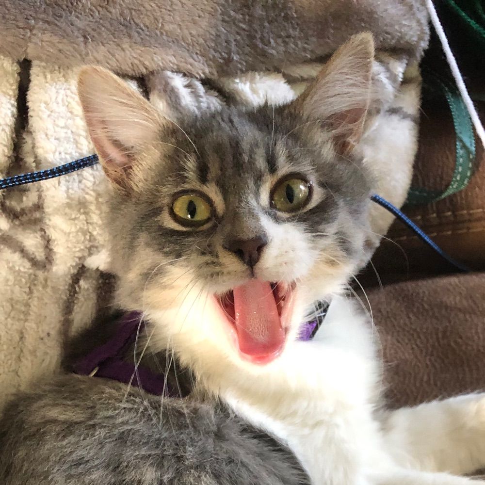Oli
