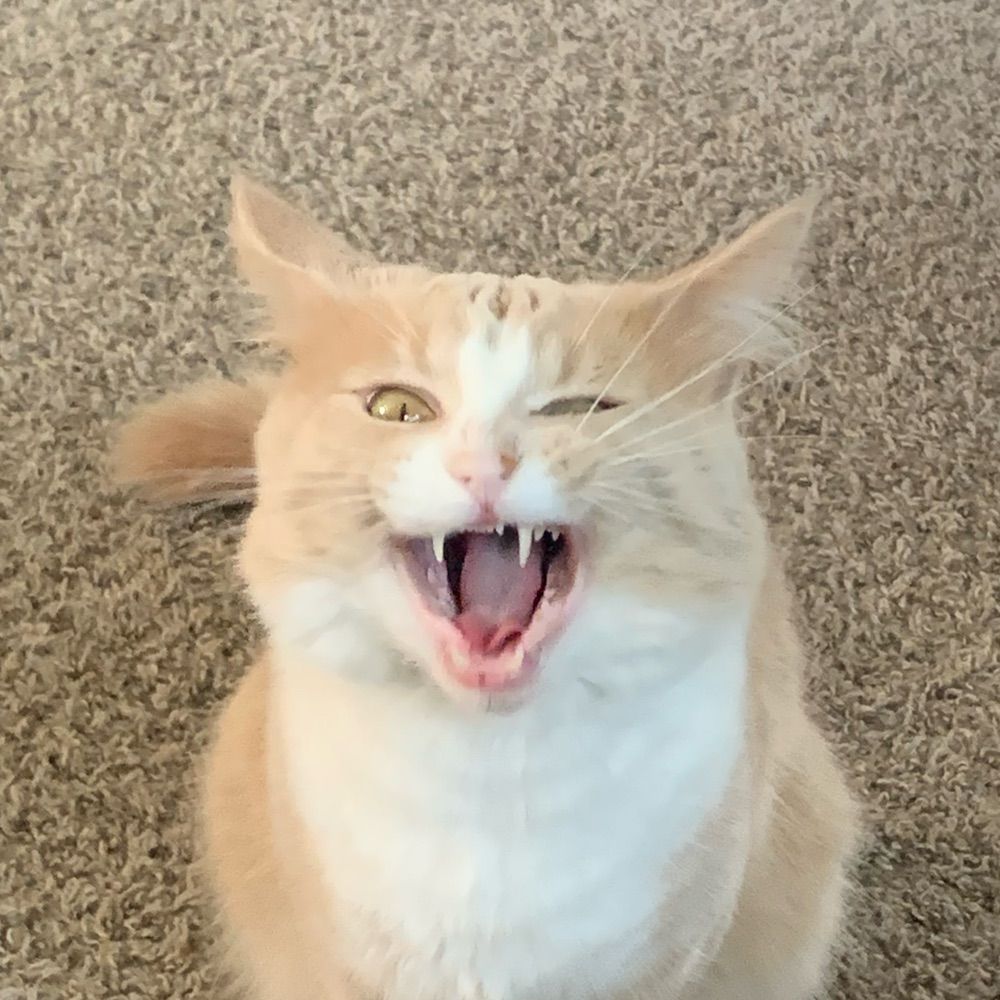 ScreamingLattes