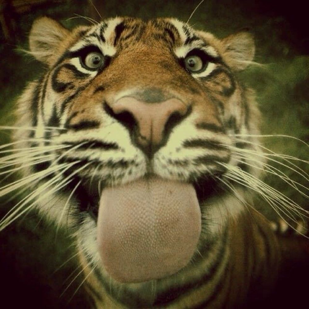 lulubey✨🫐👩🏽‍🦰🐅🌟🪞🪽