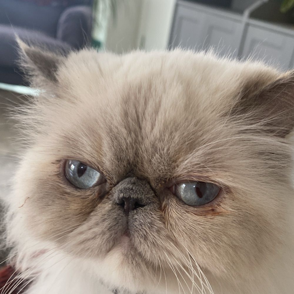 birgulil.bsky.social