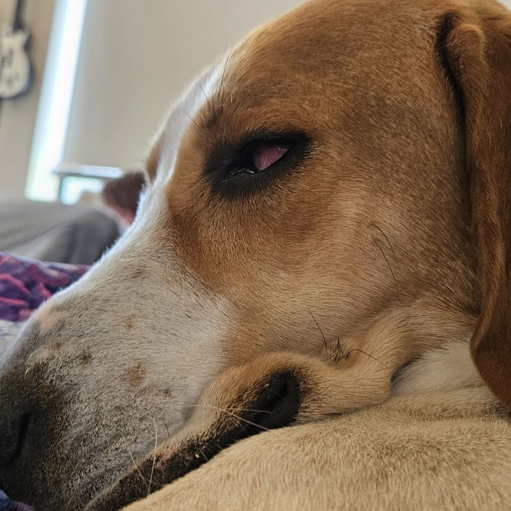 Elpieso